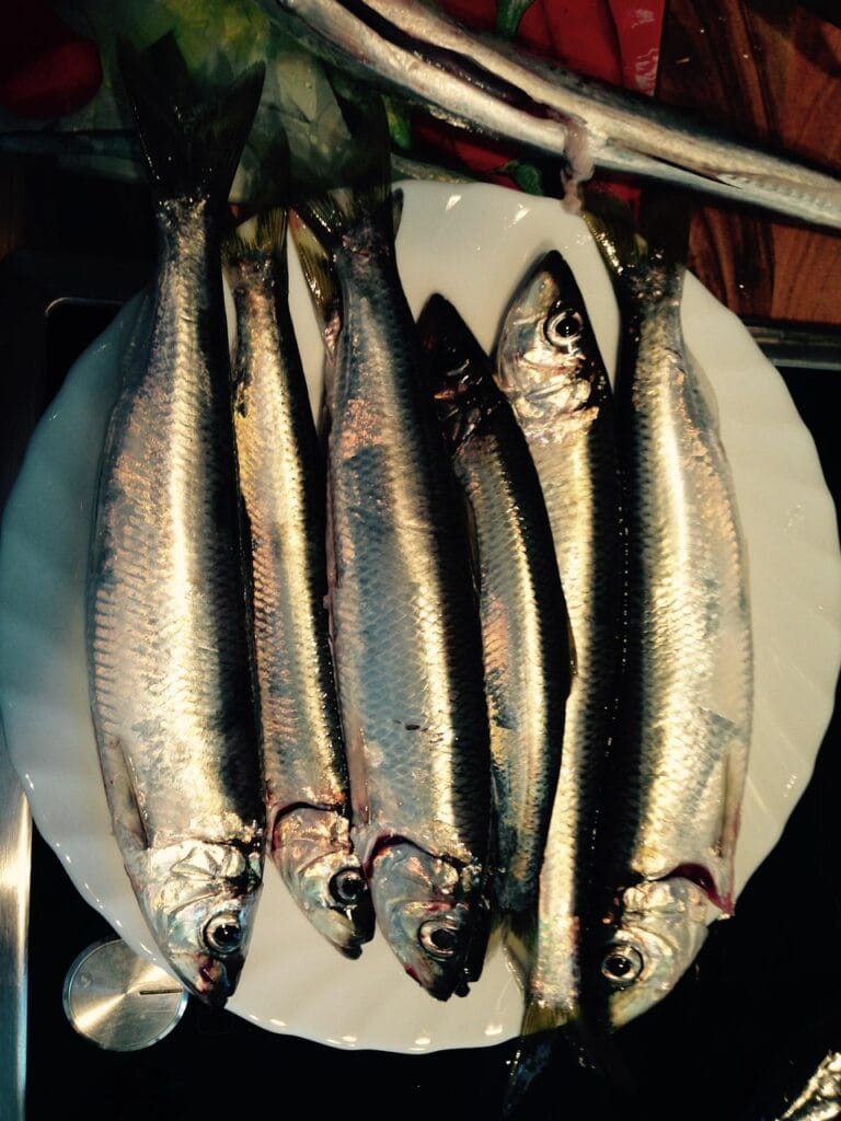 baltic sea, herring, fishes, herring, herring, herring, herring, herring