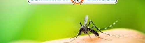 Primeira vítima da dengue em 2025 no Brasil: alerta sobre aumento de casos da doença