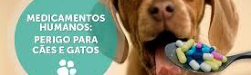 Os Perigos dos Medicamentos Humanos para os Animais